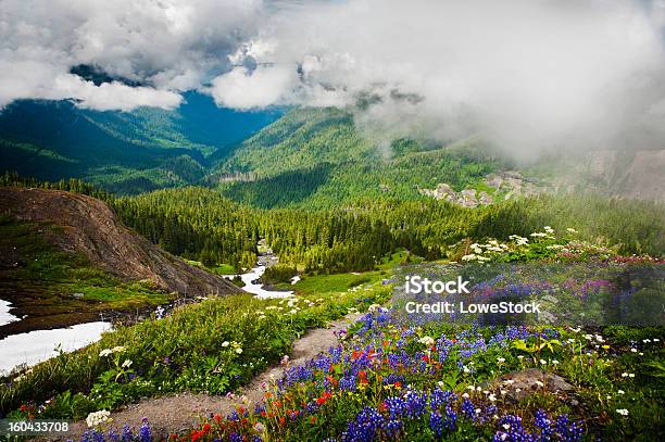 Heliotrope Ridge E Wildflowers - Fotografias de stock e mais imagens de Ao Ar Livre - Ao Ar Livre, Botânica - Ciência de plantas, Colorido