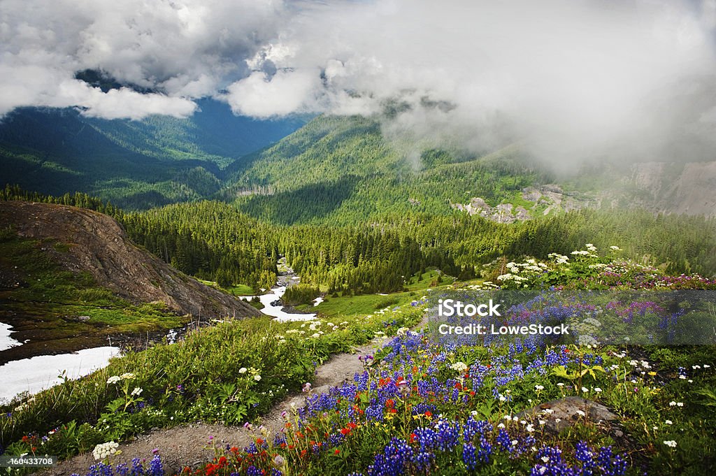 Heliotrope Хребет и полевые цветы - Стоковые фото Mt Baker-Snoqualmie National Forest роялти-фри