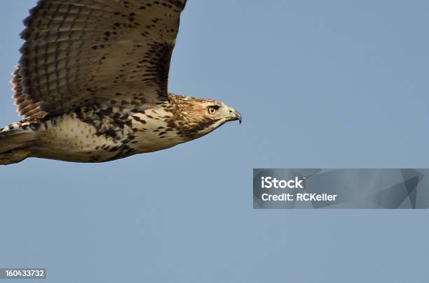 Imaturo Búteodecaudavermelha Voar No Céu Azul - Fotografias de stock e mais imagens de A caminho - A caminho, América do Norte, Animal