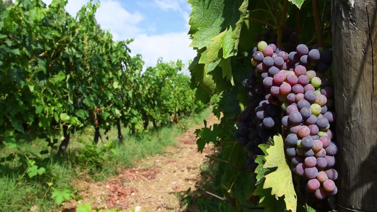 Beautiful bunch of grapes on the vineyard before the grape harvest period for the production of wine in the Chianti Classico area of Tuscany. Italy. pan camera movement