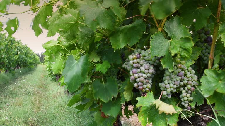 Bunches of white grapes on the vineyard before the harvest period. Chianti Classico area of Tuscany. Italy.