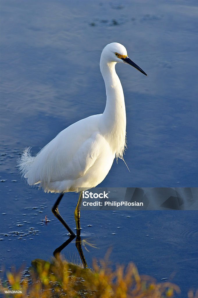 Wading Bird - Lizenzfrei Blau Stock-Foto