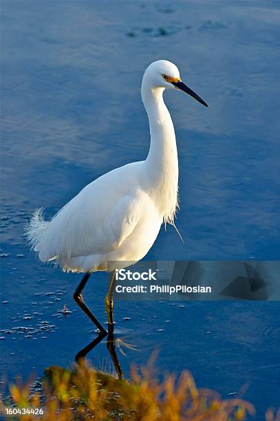 Wading Bird Stockfoto und mehr Bilder von Blau - Blau, Feder, Fotografie