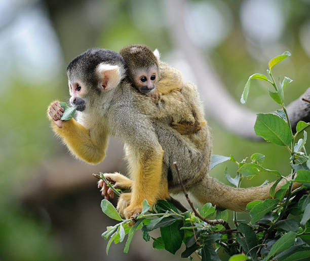 Black-capped squirrel monkey with its cute little baby Black-capped squirrel monkey sitting on tree branch with its cute little baby. saimiri sciureus stock pictures, royalty-free photos & images