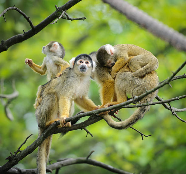 istock Black-capped squirrel monkeys with their cute little babies 160434796