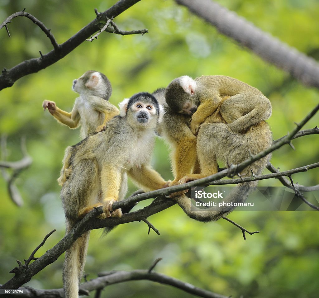 Black-capped squirrel monkeys with their cute little babies Black-capped squirrel monkeys  sitting on tree branch with their cute little babies. Squirrel Monkey Stock Photo