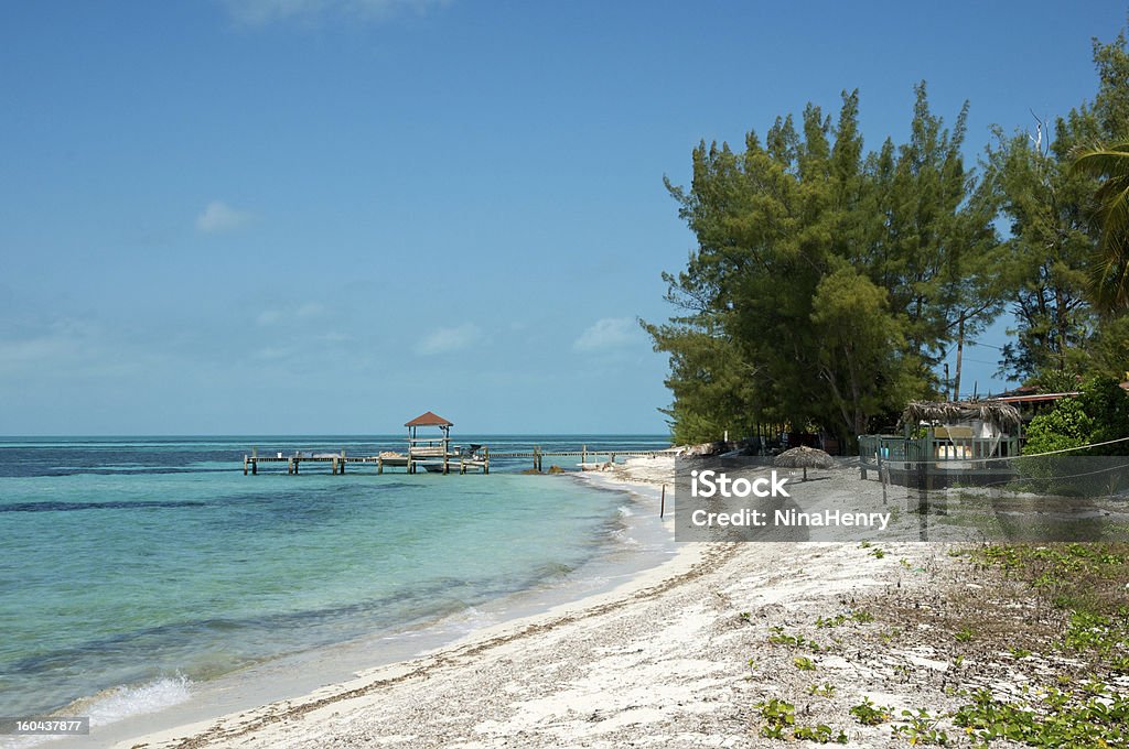 Conch branży - Zbiór zdjęć royalty-free (Bahamy)