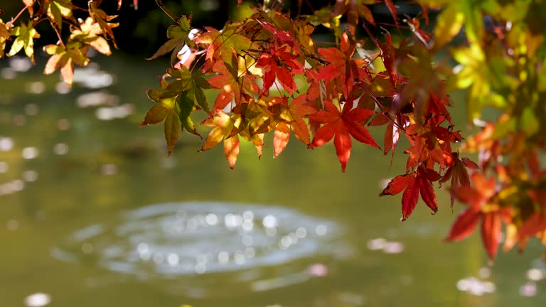 4K video of fish jumping in a pond with autumn leaves