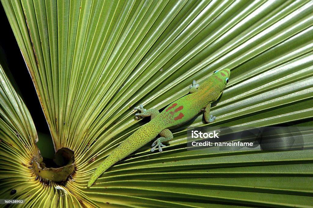 Camouflaged Gecko Big Island gecko crawls across a bright green, palm frond in Hawaii.  Sunlight enhances the gecko's brilliant red, green and blue coloring. Amphibian Stock Photo