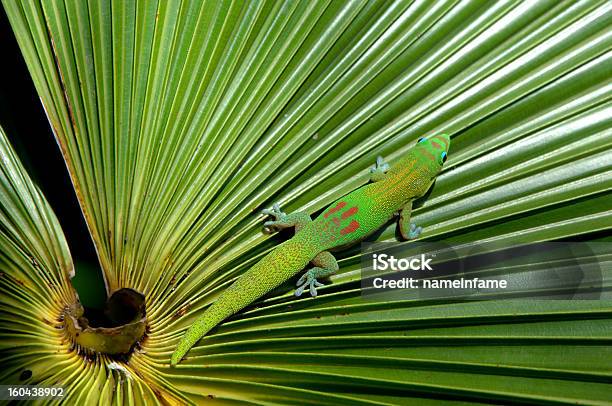 Camouflaged Gecko Stock Photo - Download Image Now - Amphibian, Animal Wildlife, Animals In The Wild