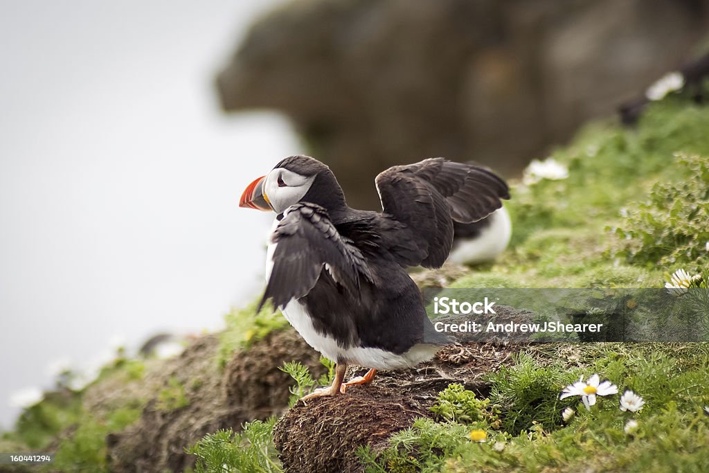 Puffin A Puffin about to take flight at Sumburgh Head in the Shetland Isles, North of Scotland, UK.  Animal Stock Photo