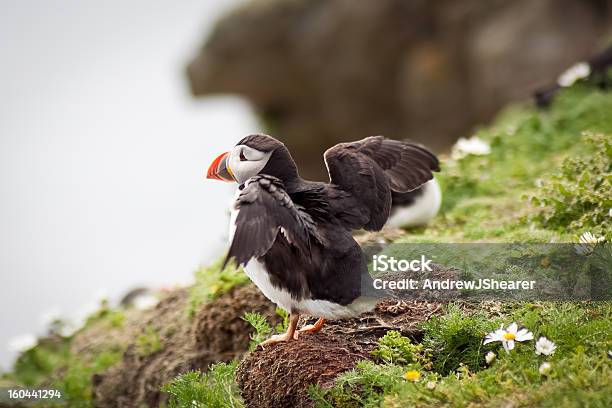 Puffin Stock Photo - Download Image Now - Animal, Animal Body Part, Animal Wildlife