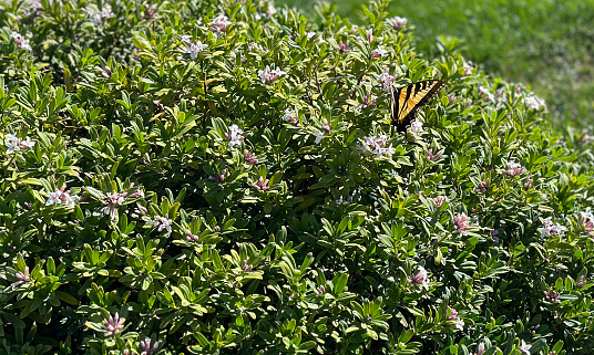 A Western Tiger Swallowtail Butterfly pollinates a Daphne plant. High quality photo