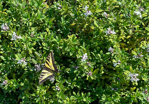 A Western Tiger Swallowtail Butterfly pollinates a Daphne plant. High quality photo