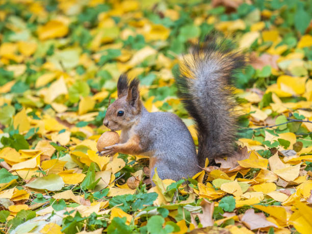 istock Autumn squirrel with nut sits on green grass with fallen yellow leaves 1604449067