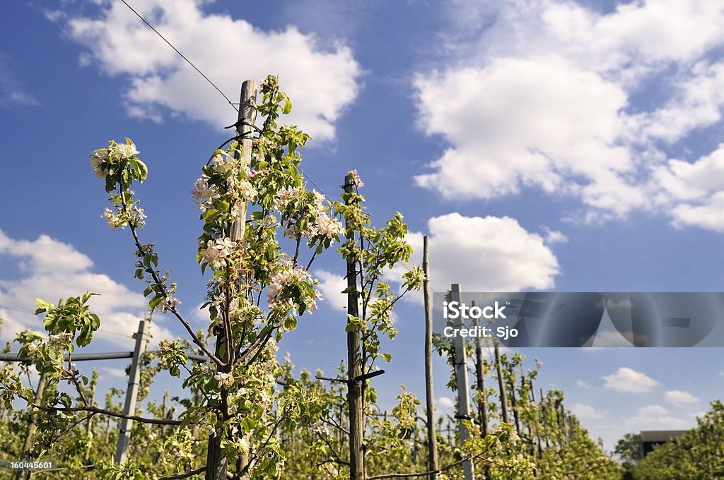 Pomar de macieiras - Royalty-free Agricultura Foto de stock