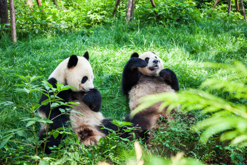Giant Panda of Sichuan, China. Chinese National symbol
