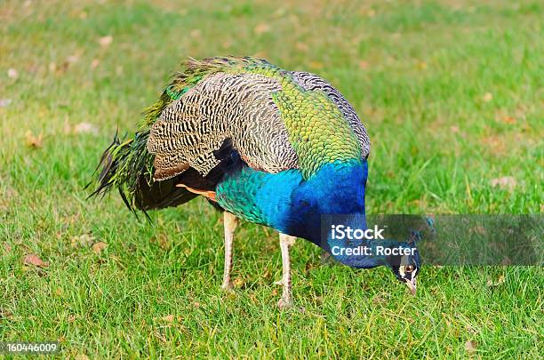 Peafowl Stockfoto und mehr Bilder von Bunt - Farbton - Bunt - Farbton, Feder, Feld