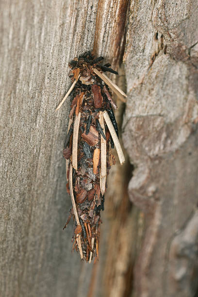 istock Moth larvae feeding on wood, macro photo 160446026