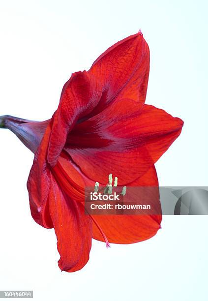 Fiore - Fotografie stock e altre immagini di Amaryllis - Amaryllis, Botanica, Capolino