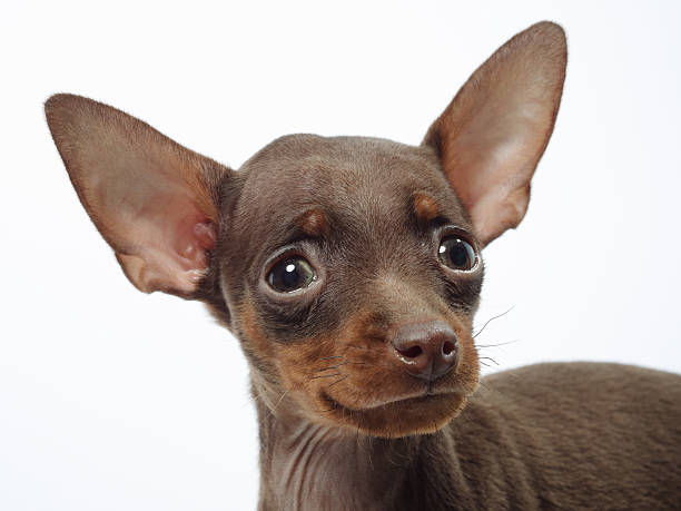 istock Miniature Pinscher puppy 160446393