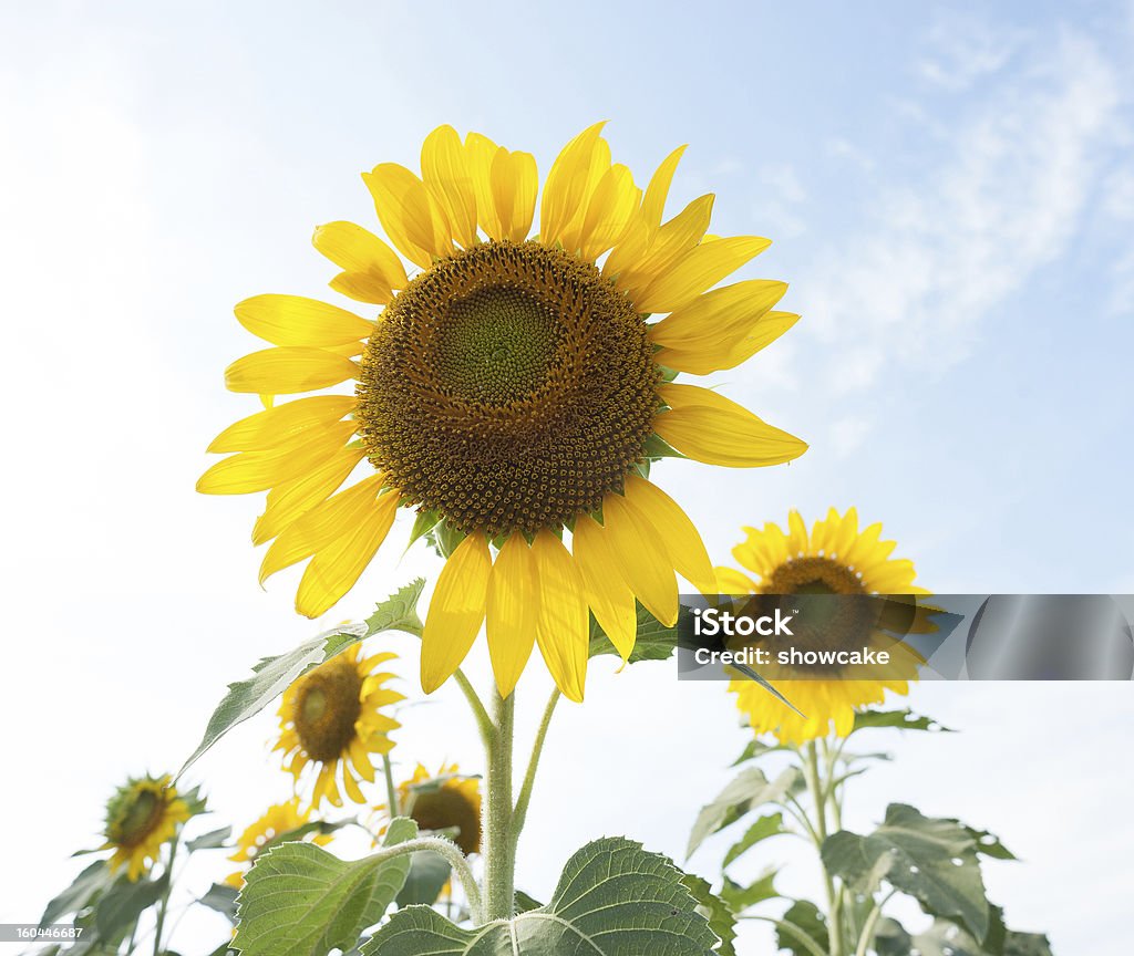 tournesol - Photo de Agriculture libre de droits