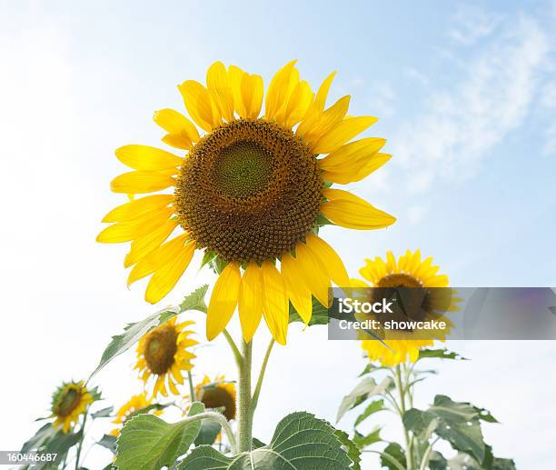 Photo libre de droit de Tournesol banque d'images et plus d'images libres de droit de Agriculture - Agriculture, Beauté, Beauté de la nature