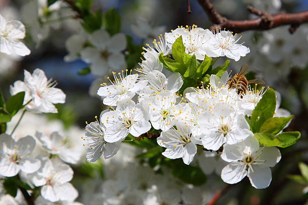 istock Bee and the flower story 160446886
