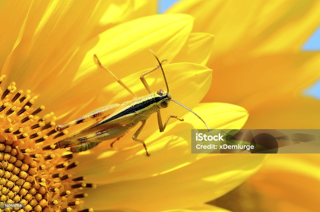 Amarillo, saltamontes sentado en la habitación amplia de la hoja de girasol - Foto de stock de Agricultura libre de derechos