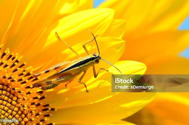 Amarillo Saltamontes Sentado En La Habitación Amplia De La Hoja De Girasol Foto de stock y más banco de imágenes de Agricultura