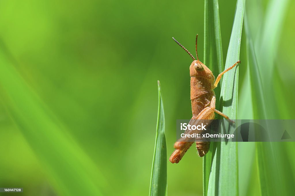 Sauterelle d'Orange VERT HERBE - Photo de Animal invertébré libre de droits