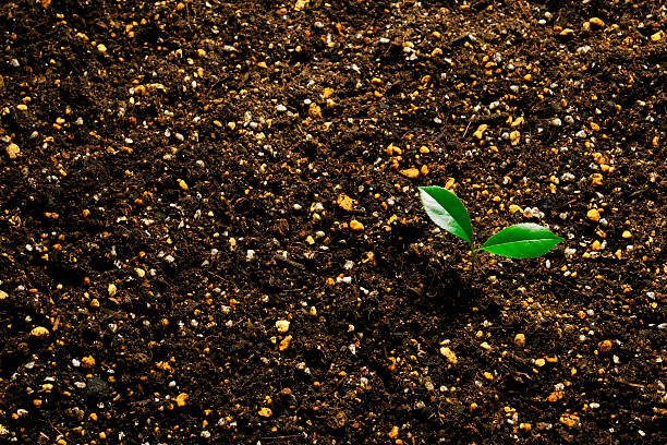New plant growing from humus soil with copy space.
