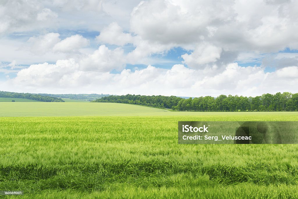 Campo verde y azul cielo - Foto de stock de Agricultura libre de derechos