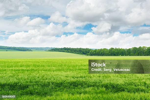 Campo Verde E Céu Azul - Fotografias de stock e mais imagens de Agricultura - Agricultura, Ajardinado, Ao Ar Livre