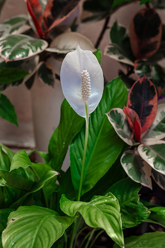 A houseplant. White spathiphyllum flower with green foliage. Spathiphyllum wallisii, known as sleeping or peaceful lilies. Green leaves of the Spathiphyllum flower.