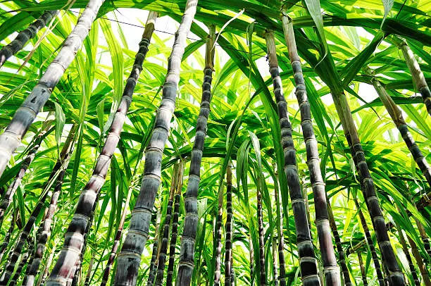 black sugarcane plants looking up