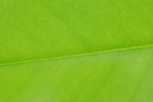 Close-up green leaf texture