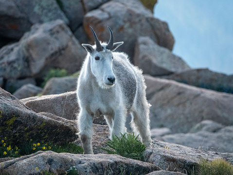 Mountain goat close up