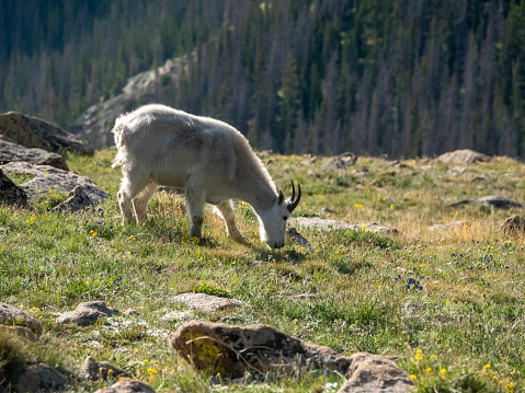 Mountain goat close up