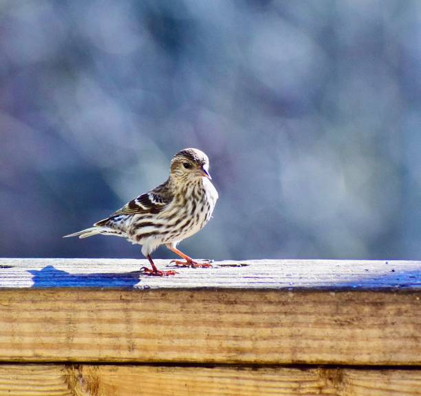 istock Small Pine Siskin bird perched atop a wooden plank 1604542917