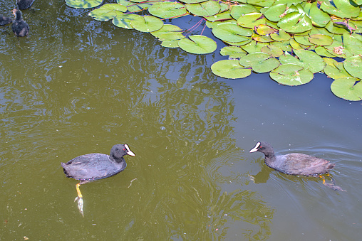 Two adult ducks swim in the water. Eurasian coot.