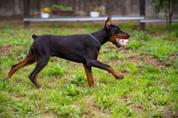 6 month old Doberman puppy, plays and runs around the yard, enjoys warm summer days, European breed. Beautiful dog with black brown fur