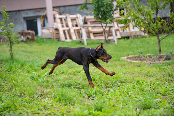 istock Doberman puppy  play in backyard 1604552323