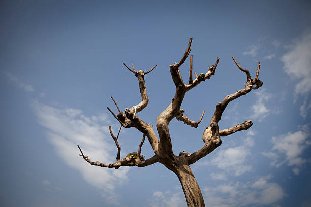 Dead Tree stock photo