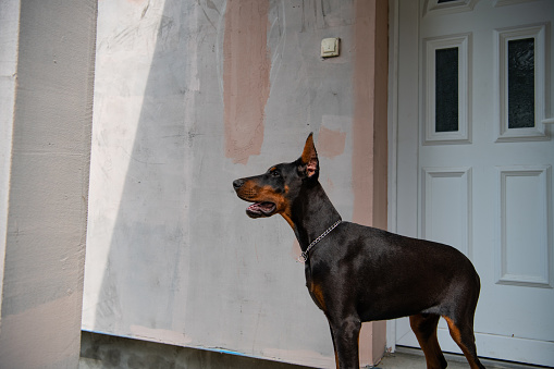Doberman puppy of six month, stands by the door, faithfully guarding the entrance to the house