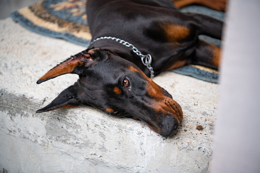 Doberman puppy of six month, sleeps by the door, faithfully guarding the entrance to the house