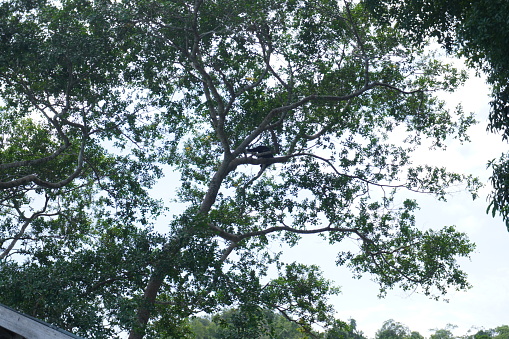 Siamang (Symphalangus syndactylus) on tree