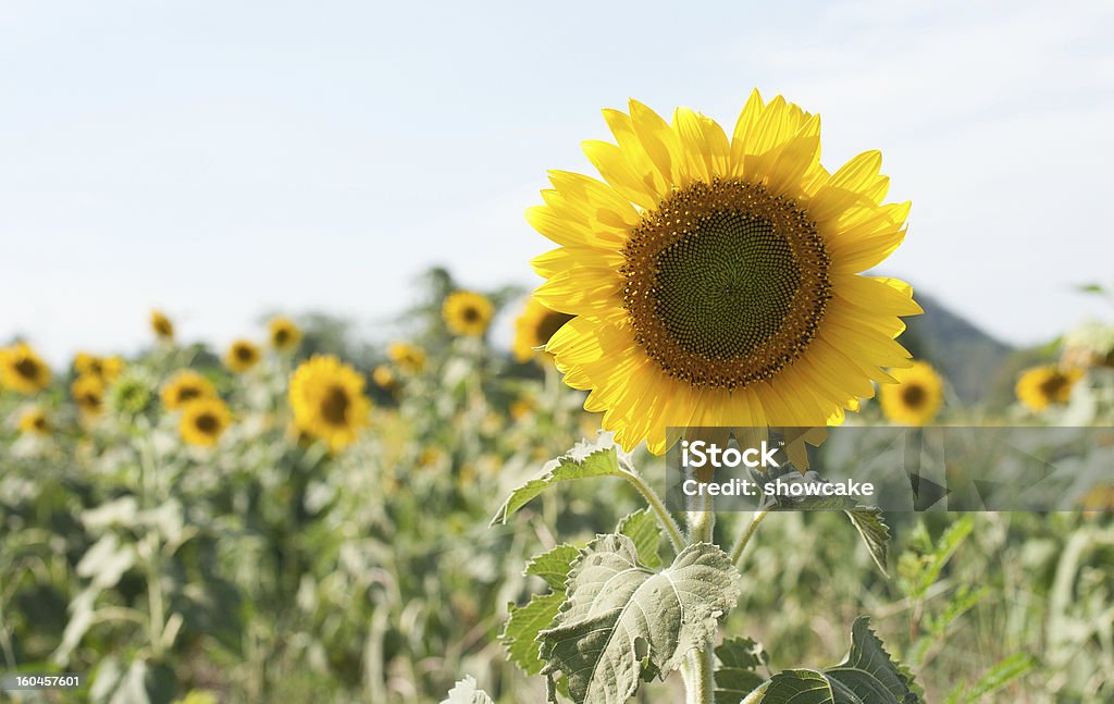 Sonnenblume - Lizenzfrei Baumblüte Stock-Foto