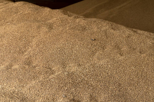 istock grain forage for feeding livestock in agriculture 1604579208