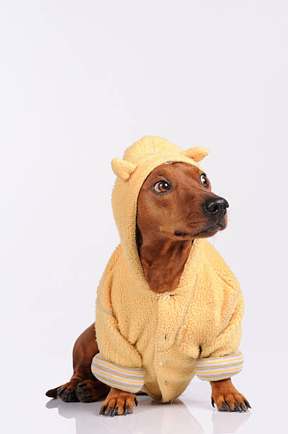istock brown dachshund dog isolated over white background 160458956